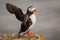 Puffin close up