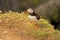 Puffin collecting grass 3 fratercula arctica