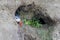 Puffin coming out of the safety of a burrow on a cliff