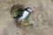Puffin coming out of the safety of a burrow on a cliff
