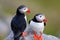 Puffin couple in love at Runde