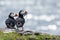 Puffin couple ready for diner