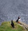 Puffin couple on top of the rocks with ocean in the background