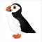 Puffin, cute cartoon arctic bird