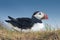 Puffin, Dyrholaey, Southern Iceland