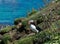 Puffin on edge of cliff amongst wildflowers in puffin colony in Hebrides