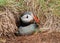 Puffin emerging from burrow