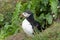 Puffin emerging from a burrow in Iceland