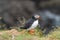 Puffin emerging from a burrow in Iceland