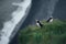 Puffin Family on the rock, Iceland