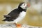 Puffin with fish in its beak