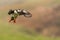 A puffin in flight