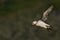 Puffin in flight along the coast Skomer Island in Wales