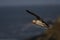 Puffin in flight along the coast Skomer Island in Wales