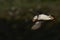 Puffin in flight along the coast Skomer Island in Wales