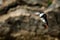 Puffin in flight, the famous and cute little Nordic bird, image captured in a Ireland island