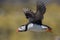 Puffin in flight, Farne islands, Scotland