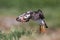 Puffin in flight, Farne islands, Scotland