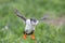 Puffin in flight, Farne islands, Scotland