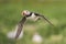 Puffin in flight on green background, Farne islands, Scotland