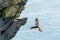 A puffin in flight from latrabjarg bird cliffs in the western part of iceland.