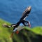 Puffin flying (fratercula arctica)