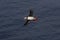 puffin flying & x28;fratercula arctica& x29; iceland