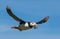 Puffin flying by with a mouthful of fish