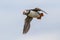 Puffin flying with Sand Eel in his beak