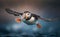 A puffin flying with wide open wings, blurred ocean background in morning, generative AI