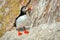 Puffin in foreground with fishes, the famous and cute little Nordic bird, image captured in a Ireland island