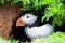 Puffin (Fratercula arctica)