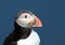 Puffin - Fratercula arctica