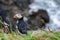Puffin (Fratercula arctica)