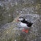 Puffin Fratercula arctica, RUNDE, Norway