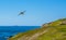 A Puffin glides above Skomer Island breeding ground for Atlantic Puffins