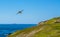 A Puffin glides above Skomer Island, Wales