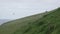 Puffin gliding over the grass in super slow motion