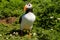 Puffin in grass with spring flowers