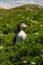 Puffin in grass with spring flowers