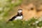 Puffin in grass with spring flowers