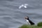 Puffin on a grassy cliff, Iceland , Iceland