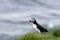 Puffin on a grassy cliff, Iceland , Iceland