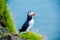 Puffin - Iceland