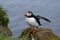 Puffin from Iceland