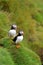 Puffin, Iceland