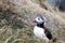 Puffin in Iceland climbing hill.