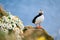 Puffin in Iceland. Seabird on sheer cliffs. Birds on the Westfjord in Iceland. Composition with wild animals.