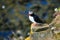 Puffin in Iceland. Seabird on sheer cliffs. Birds on the Westfjord in Iceland. Composition with wild animals.