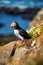 Puffin in Iceland. Seabirds on sheer cliffs. Birds on the Westfjord in Iceland. Composition with wild animals.